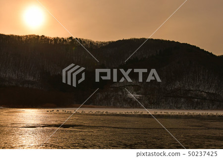 在豬苗代湖的天鵝 50237425