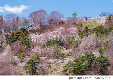 Kasaga城堡公園的櫻花 50237625