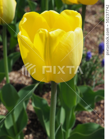 鬱金香 50237742