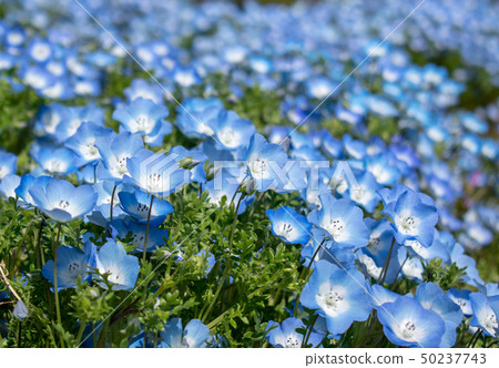 滋賀鬱金香領域 50237743