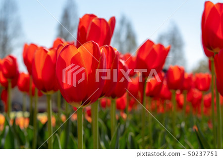 Shiga tulip fields Shiga tulip fields 50237751