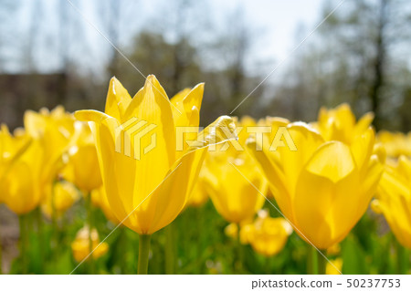 Shiga tulip fields Shiga tulip fields 50237753