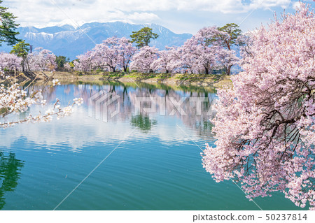 Cherry blossoms of the ryukyu breakwater 50237814