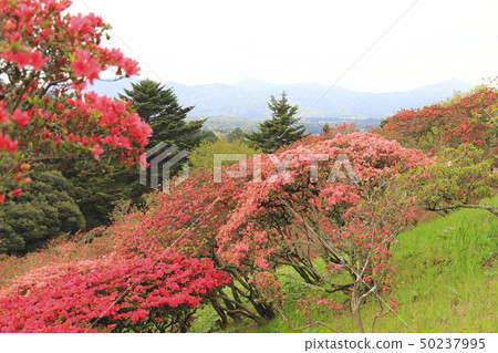 Kasama Azalea Park茨城縣笠間市 Kasama Azalea Park茨城縣笠間市 50237995