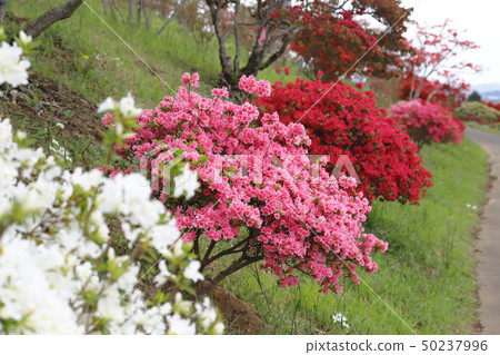 Kasama Azalea Park茨城縣笠間市 50237996