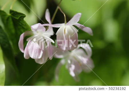 Freshwater leek Freshwater leek 50238192