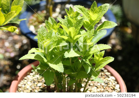 萌芽精神 萌芽精神 50238194