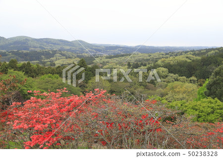 Kasama Azalea Park Ibaraki Prefecture Kasama City 50238328