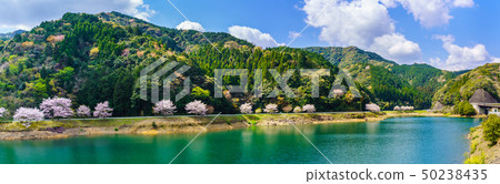 Cherry panorama [Saga Prefecture Takeo City] 50238435
