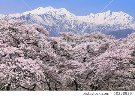 Northern Alps mountains and cherry blossoms Northern Alps mountains and cherry blossoms 50238929