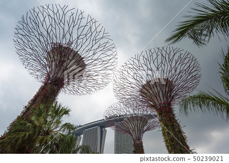 海外旅遊，新加坡，濱海灣，濱海灣花園 50239021