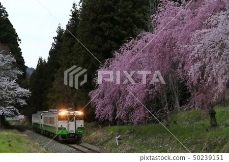 春天Tadami線 春天Tadami線 50239151