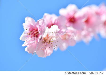 桃花 桃花 50239157