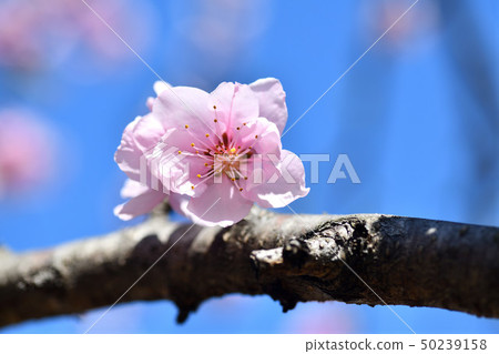 桃花 桃花 50239158