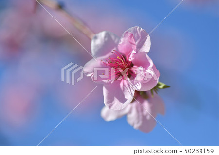 桃花 桃花 50239159