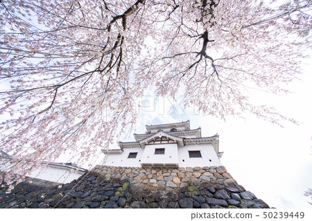 Cherry blossoms at Shiroishi castle 50239449