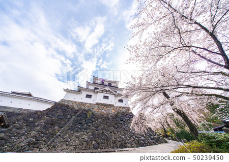 Cherry blossoms at Shiroishi castle 50239450