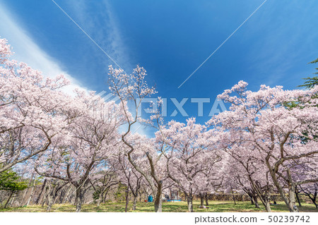 Cherry blossoms in Takato Castle Ruins Park Cherry blossoms in Takato Castle Ruins Park 50239742