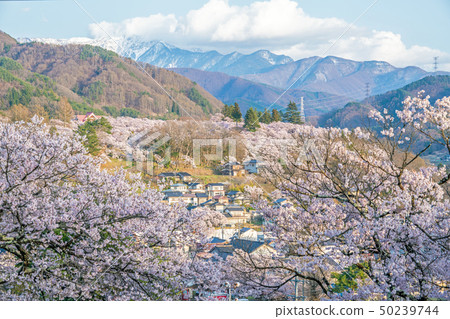 Cherry blossoms in Takato Castle Ruins Park Cherry blossoms in Takato Castle Ruins Park 50239744
