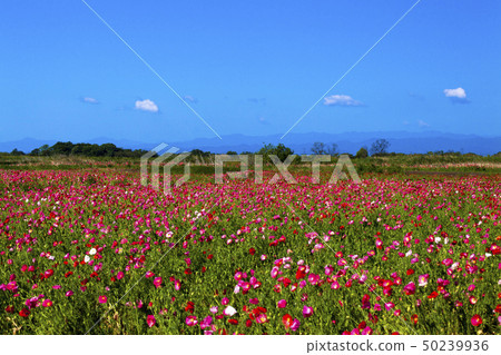 Blue sky and poppy Blue sky and poppy 50239936