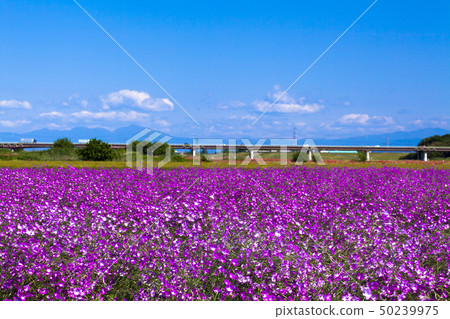 Wheat Nadesico and the blue sky Wheat Nadesico and the blue sky 50239975
