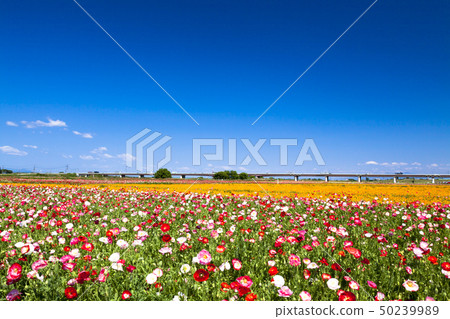 藍天和罌粟 50239989