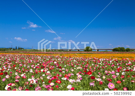 Blue sky and poppy Blue sky and poppy 50239992