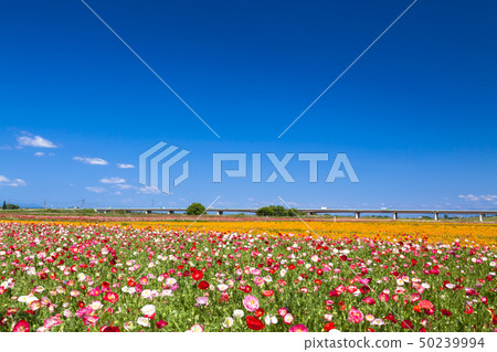 藍天和罌粟 50239994