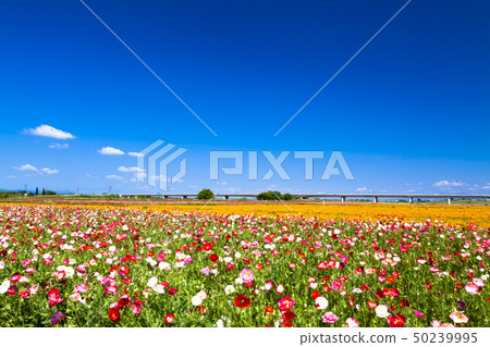 Blue sky and poppy Blue sky and poppy 50239995