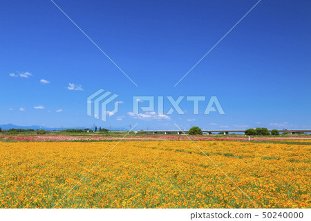 Blue sky and poppy Blue sky and poppy 50240000