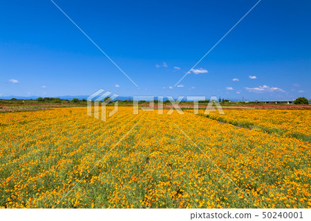 Blue sky and poppy 50240001