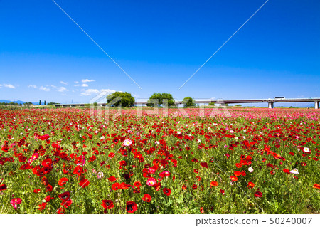 Blue sky and poppy Blue sky and poppy 50240007