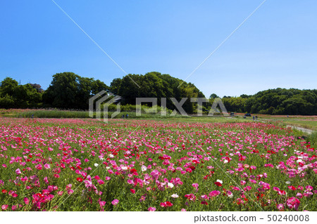 藍天和罌粟 50240008