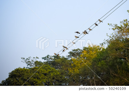 Many Sparrows pas serine birds on electric cable 50240109
