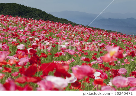 The sky of the sky 50240471