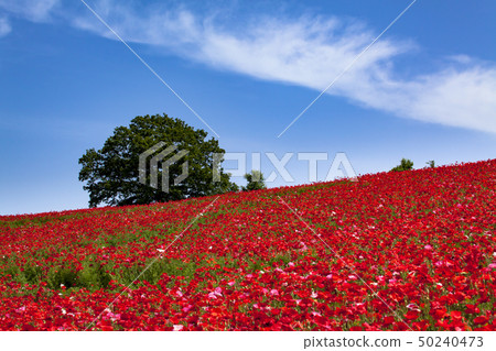 The sky of the sky 50240473