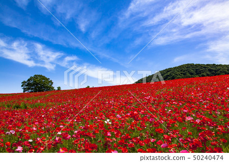 The sky of the sky 50240474