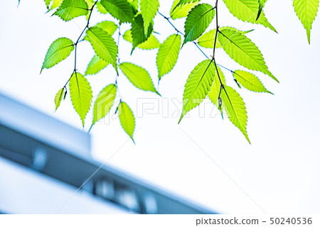 新的綠色背景材料 50240536