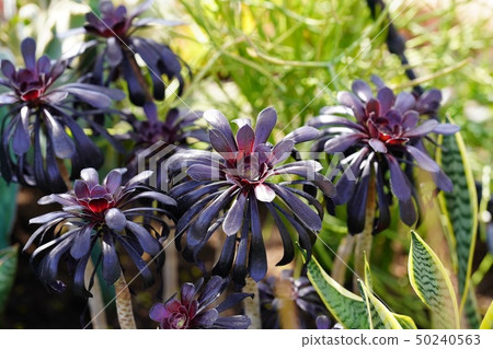 Black broom (sansimon) 50240563