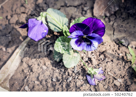 Wild pansy flowers growing in sunlight in garden Wild pansy flowers growing in sunlight in garden 50240762