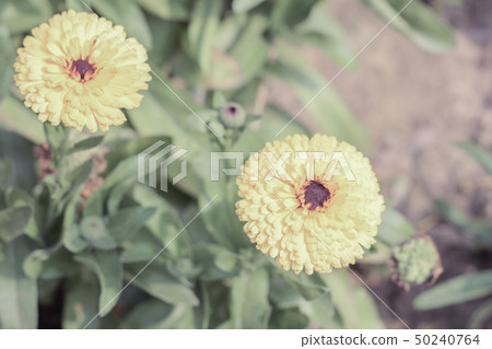 Yellow and orange marigold flowers in garden 50240764