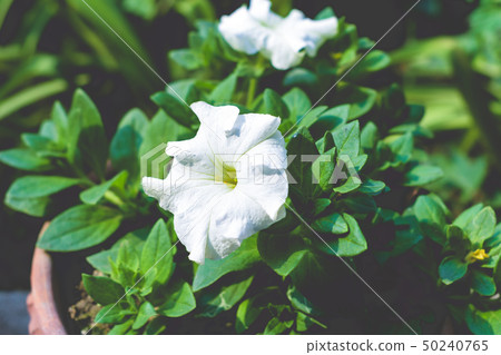 A Datura flower or Dhatura in garden A Datura flower or Dhatura in garden 50240765