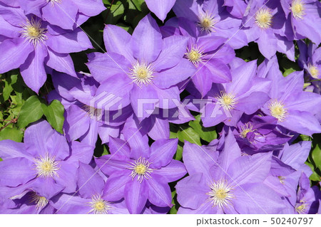 鐵線蓮紫色 鐵線蓮紫色 50240797