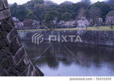 Imperial dry gate spring castle and cherry blossom Imperial dry gate spring castle and cherry blossom 50241050