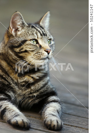 Portrait of a tabby cat lying in the garden 50241147