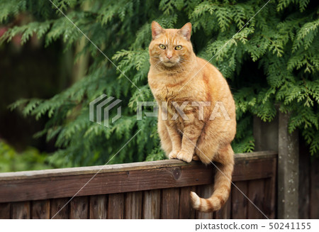 Ginger cat sitting on a wooden fence Ginger cat sitting on a wooden fence 50241155