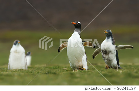 Gentoo Penguin chick chasing after the parent Gentoo Penguin chick chasing after the parent 50241157