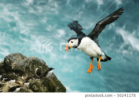Close up of Atlantic puffin in flight 50241178