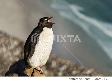 Close up of a Rockhopper penguin calling 50241179