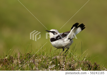 Close up of a Northern Wheatear 50241185